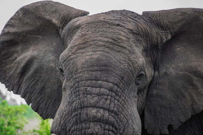 Uganda Art, with Wildlife in Murchison Falls National Park