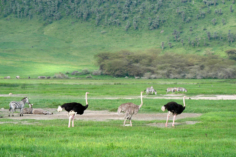 Wildlife Wonders: A 3-Day Safari to and from Arusha.