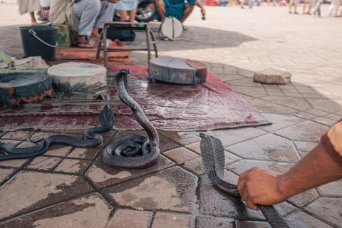 Excursion d'une journée à Marrakech avec déjeuner, promenade à dos de chameau depuis Casablan
