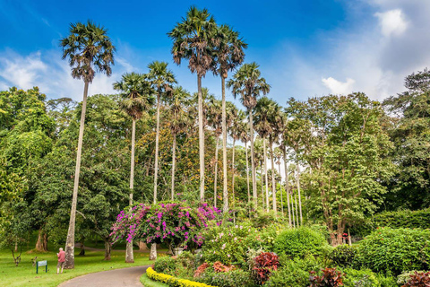 Von Colombo - Tagestour nach Kandy/ Pinnwala/ Royal Gardens