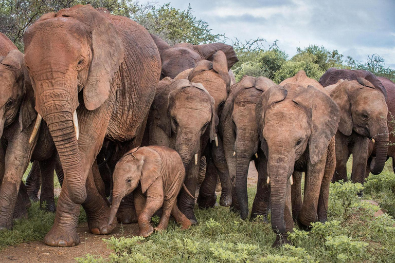 Safari de 7 días a Amboseli, Tsavo y la playa de Diani