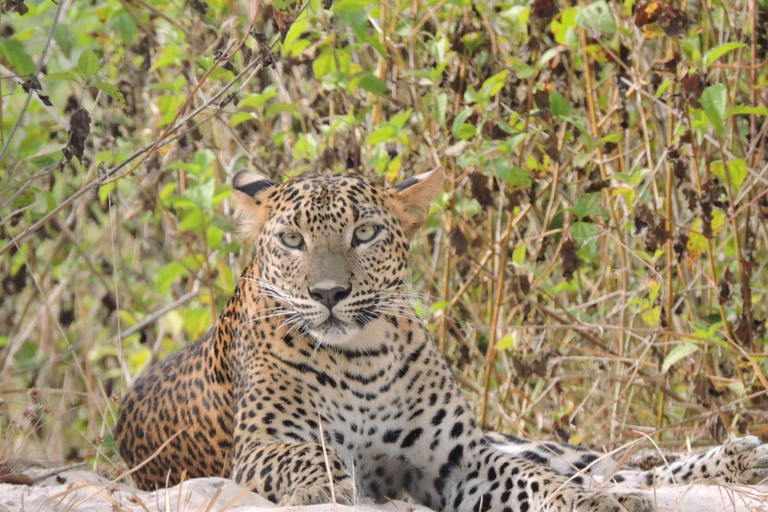 Yala/Mirissa: All Inclusive Full-Day Safari at Yala Park Mirissa/Weligama: All Inclusive Full-Day Safari at Yala Park