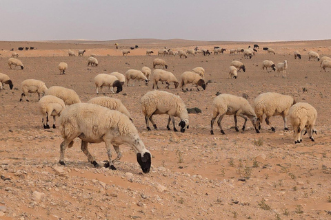 bivouac in the desert