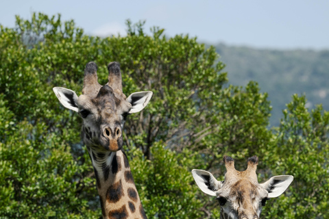Tanzania: 4-Day Mid-Range Tour Tara, Serengeti & Ngorongoro