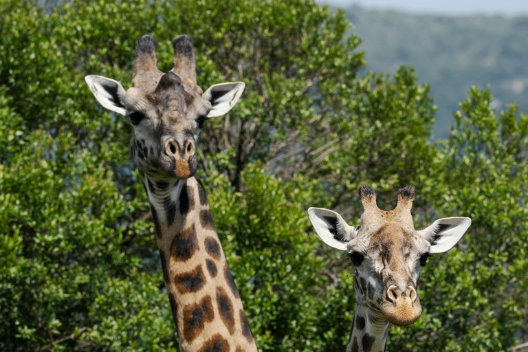 Tanzania: 4-Day Mid-Range Tour Tara, Serengeti & Ngorongoro