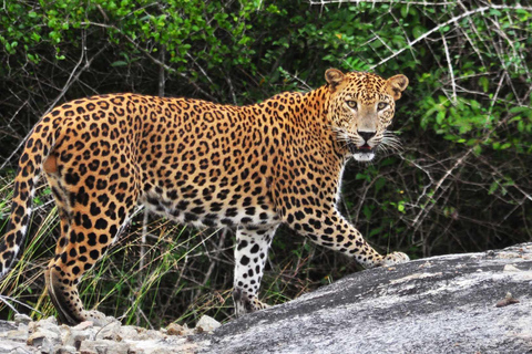 Sri Lanka: Excursão de luxo de 6 dias em lua de mel