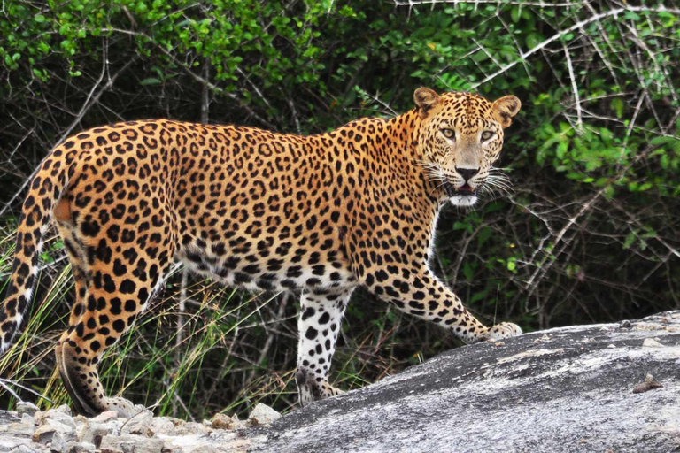 Sri Lanka: Excursão de luxo de 6 dias em lua de mel