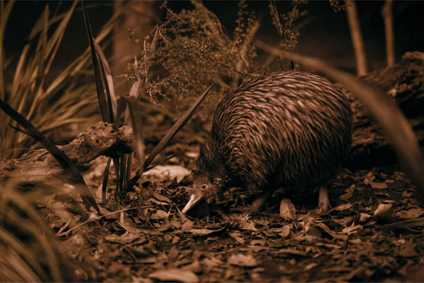 Rotorua: Tour durch das geothermische Tal Te Puia mit kultureller ShowRotorua: Tour durch das geothermische Tal Te Puia mit Kulturshow