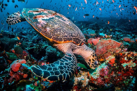 Excursión en Kayak por la Playa de Kendwa. Esnórquel con tortugas marinas