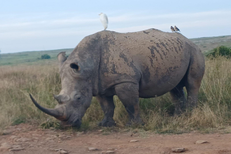 Nairobi National Park, Elephant orphanage & Giraffe Centre