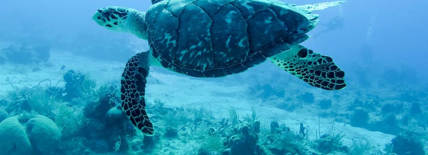 Maurice : Plongée en apnée avec les tortues et la cuisine de rue de Port Louis