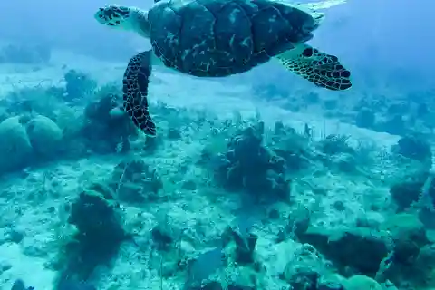 Maurice : Plongée en apnée avec les tortues et la cuisine de rue de Port Louis