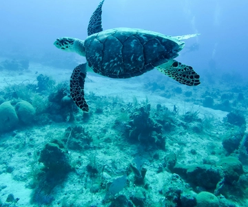 Mauritius: Snorkling med sköldpaddor Snorkling med sköldpaddor & Port Louis Street Food
