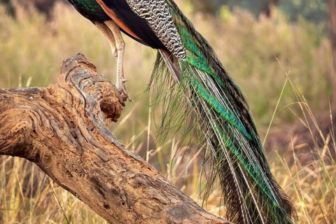 From Bentota: All Inclusive Yala National Park Jeep Safari Mirissa/Weligama/Matara/Tangalle: Yala Leopard Safari