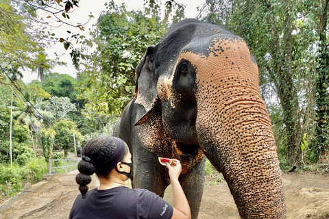 Paquete turístico de 6 días con GUÍA PRIVADO EN SRI LANKA.