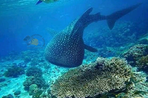 From Zanzibar Mafia Island Whale Shark Adventure with Flight