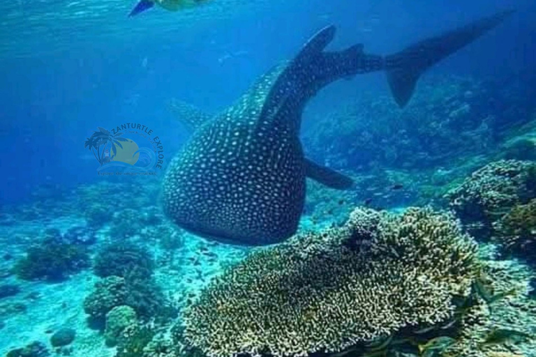 From Zanzibar Mafia Island Whale Shark Adventure with Flight