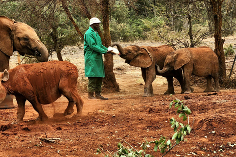 Elephant Orphanage Trust and Bomas of Kenya Tour