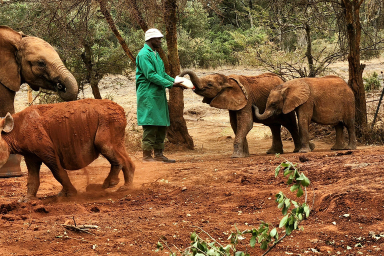 Visite de l'Orphelinat des éléphants et des Bomas du Kenya