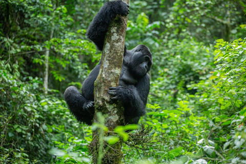 1-Day Gorilla Trekking at Bwindi National Park