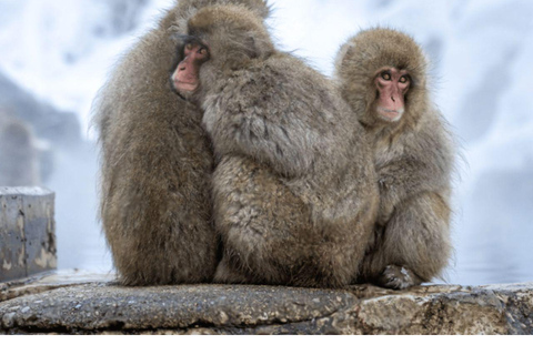 Depuis Tokyo et Nagano : Visite privée de luxe d&#039;une journée pour le singe des neiges