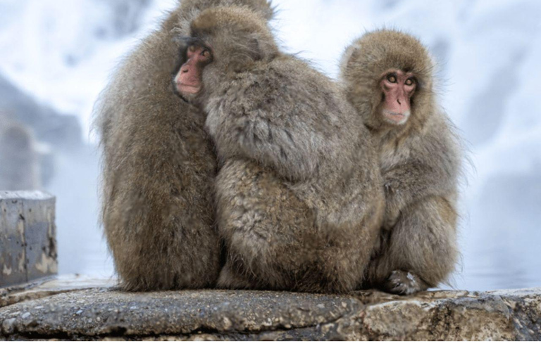 Depuis Tokyo et Nagano : Visite privée de luxe d&#039;une journée pour le singe des neiges