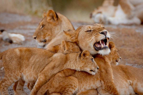 Arusha: safari de 4 días en Ngorongoro, Tarangire y Serengeti