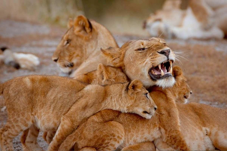 أروشا: رحلة سفاري لمدة 4 أيام في نجورونجورو وتارانجير وسيرينجيتي