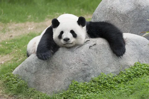 Visita a la Base de Cría del Panda de Chengdu con Guía o Traslado