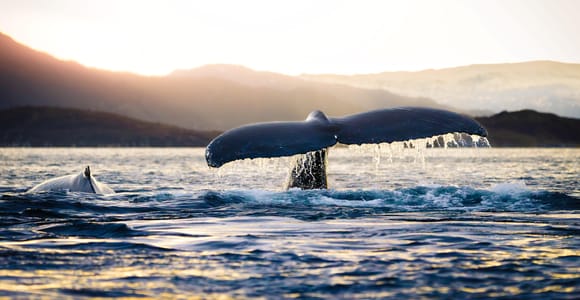 From Tromsø or Skjervøy: Whale Safari by RIB Boat