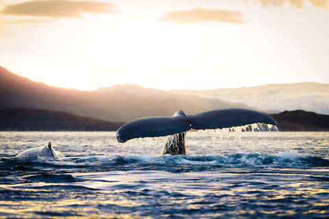 From Tromsø or Skjervøy: Whale Safari by RIB Boat From Tromsø: Whale Safari by RIB Boat with Transfer