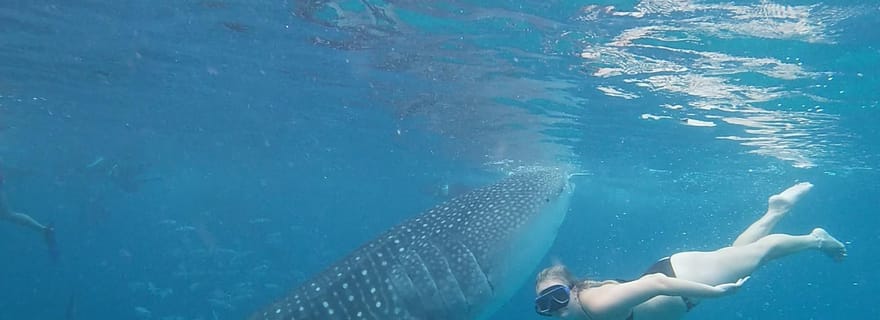 Cebu : requin-baleine, sanctuaire de singes et snorkeling avec tortues