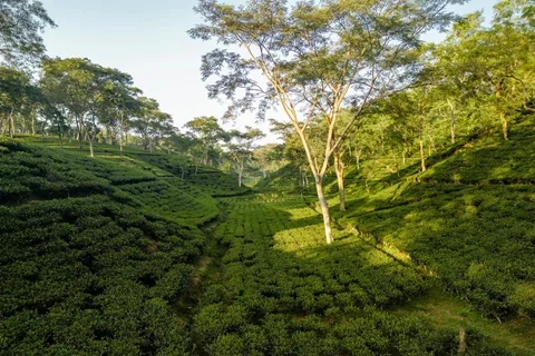Darjeeling: 4 Day Tour w Tea Garden Visit, transfers & stay