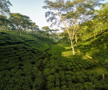 Darjeeling: 4 Day Tour w Tea Garden Visit, transfers & stay