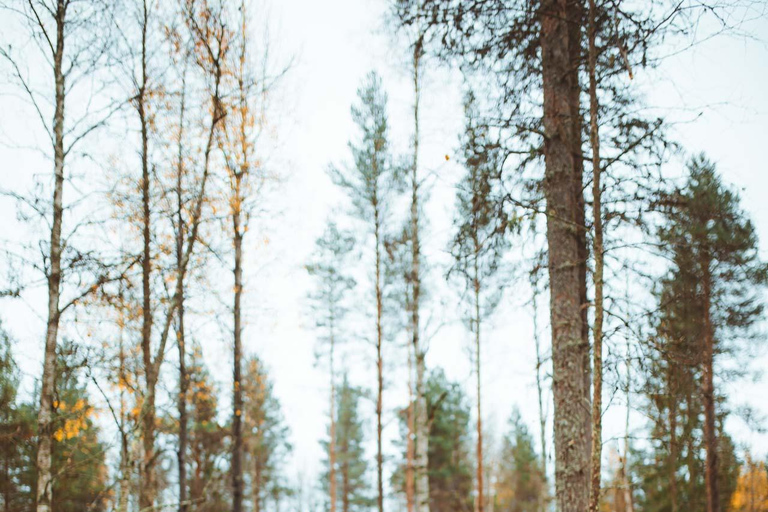 Rovaniemi: Caminhada com renas