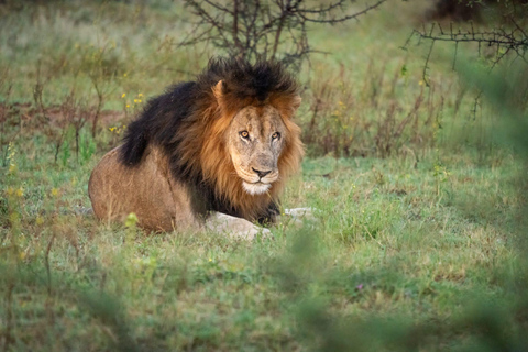 Pilanesberg full safari including lunch and transportation