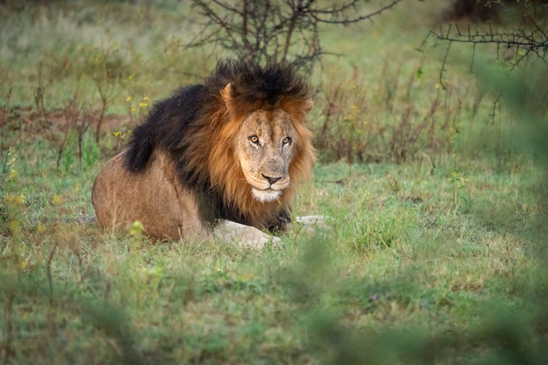 Pilanesberg full safari including lunch and transportation