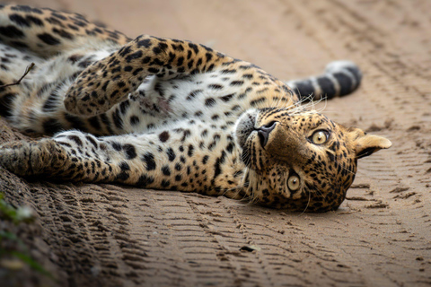 Sigiriya Dambulla Anuradhapura & Wilpattu safari 3-Day Tour Air Conditioned Sedan Car