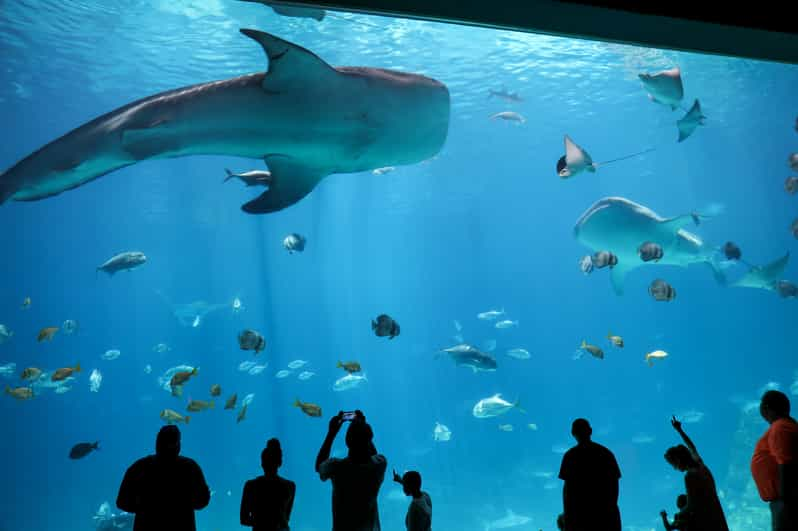 Atlanta Aquarium SkiptheBoxOffice Entry Ticket GetYourGuide