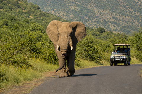 Pilanesberg: 2-Hour Big Five Safari with Hotel pick up