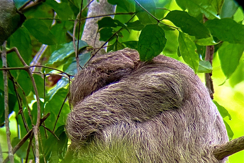 Uvita : parc national Corcovado, gare San Pedrillo depuis Uvita