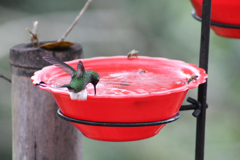 Cali: paraíso terrenal de los colibríesCali: Observación y fotografía de colibríes