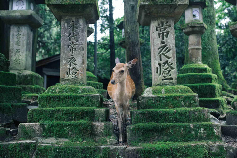 Osaka: Viagem de 1 dia a Quioto Kiyomizudera e Nara para ver veadosOsaka: Viagem de 1 dia pela Rota Dourada de Quioto e Nara com observação de veados