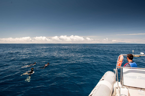 Snorkeling Wildlife in Terceira Island