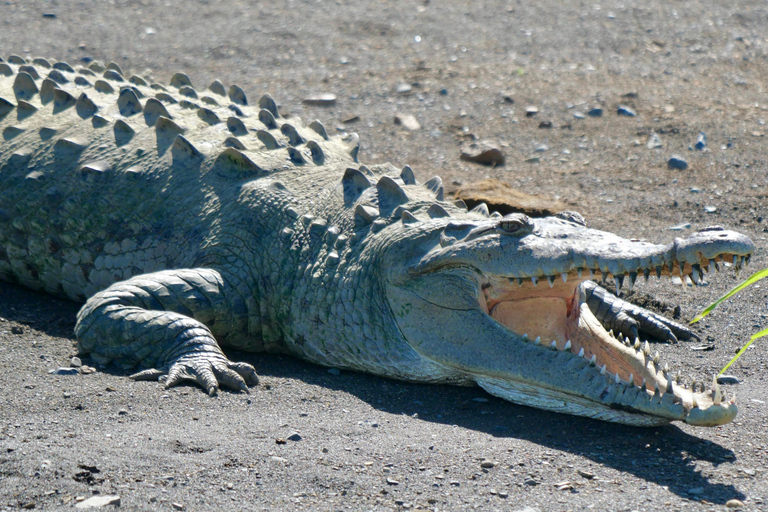 March 2025 Coasta Rica: Birding and Photography TourCoasta Rica: Birding and Photography Tour