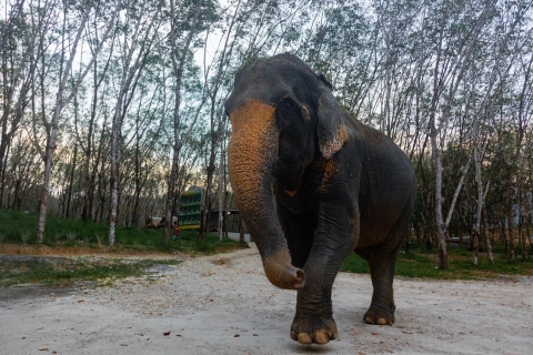 Visite guidée d'une heure du sanctuaire des éléphants de Khao Lak avec un écoguideVisite guidée d'une heure avec prise en charge à l'hôtel Khaolak