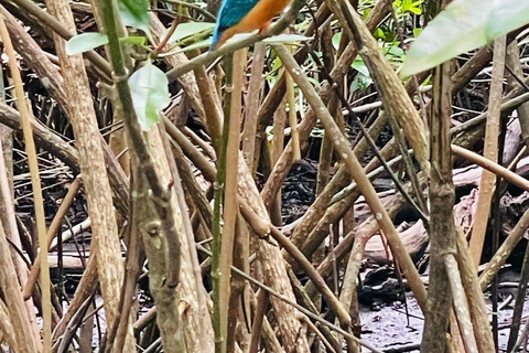 Colombo: Bentota Mangrove River Safari 6-8 Hour Tour