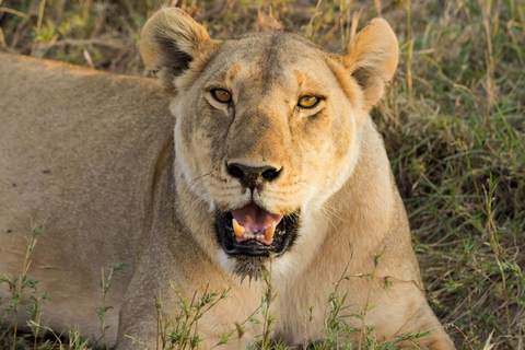 Excursion de 1 journée au parc national du Tarangire