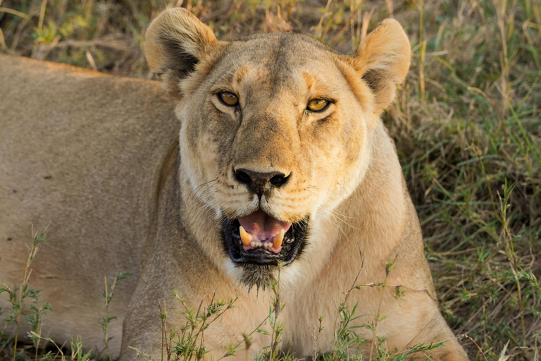 Excursion de 1 journée au parc national du Tarangire