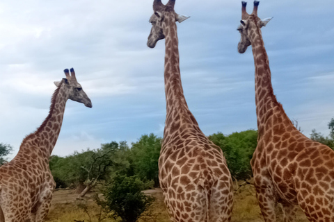 Eswatini: Rhino Walk in Hlane Royal National Park